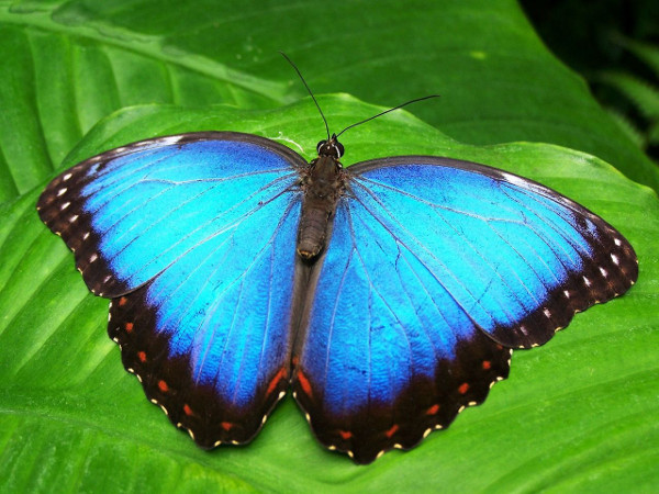 Защо пеперудите са така цветни и красиви? 