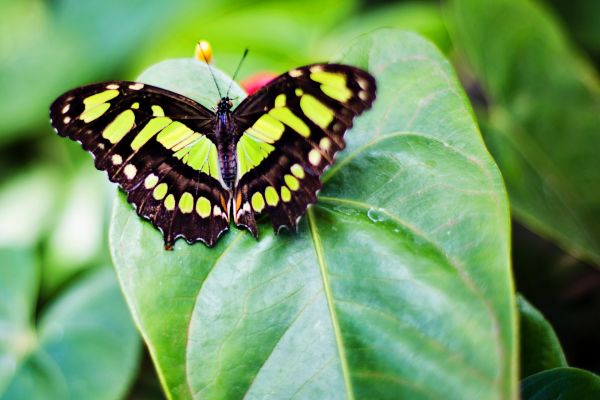 Пеперуди от цял свят долитат в Бургас