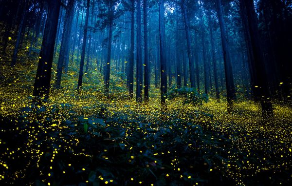 Светулките – вълшебниците на природата