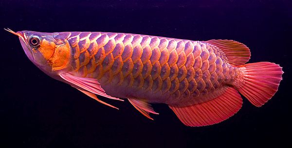 Вижте най-скъпата аквариумна риба в света