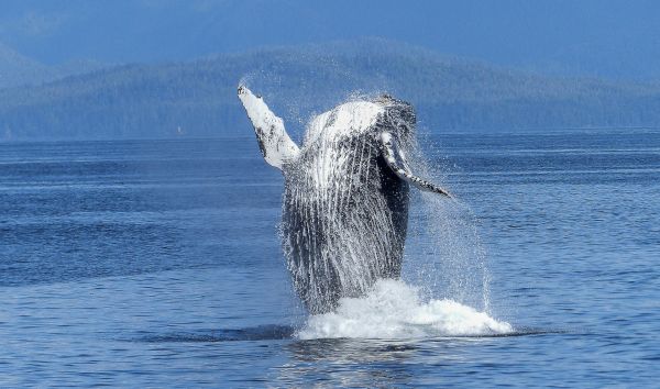 Гърбатите китове са супергероите на природата