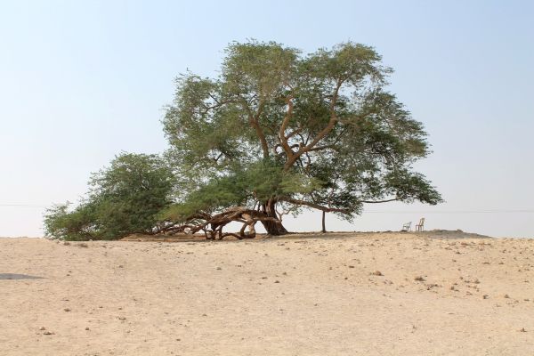 Невероятно: дърво расте само и почти без вода в пустинята вече от 400 години