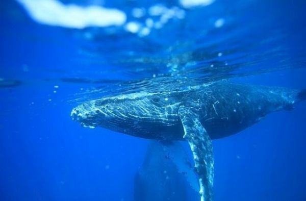 Учени заснеха много рядък вид кит