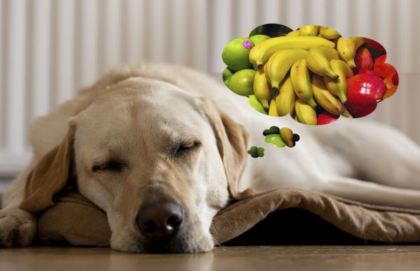 Плодовете, които са строго разрешени за вашето куче