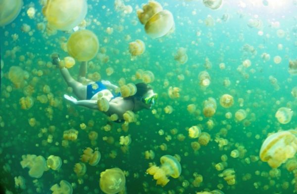 Да поплуваме с медузите