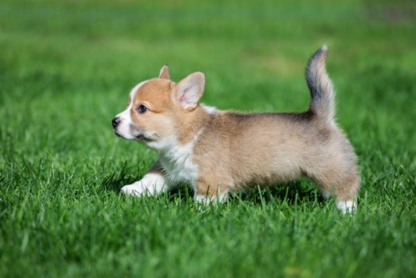 Гледайте внимателно: кучешката опашка може да ви каже много неща