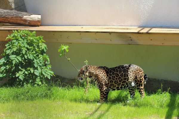 Лятна разходка из обновения зоопарк в София