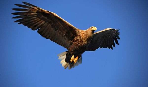 Полетете на крилете на орел утре в центъра на Пловдив