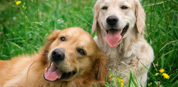 Кучетата са толкова приятелски настроени заради гените си