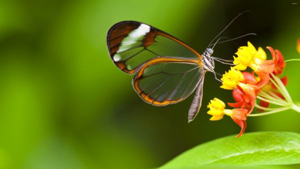 Можете ли да повярвате, че съществува: невероятната стъклена пеперуда
