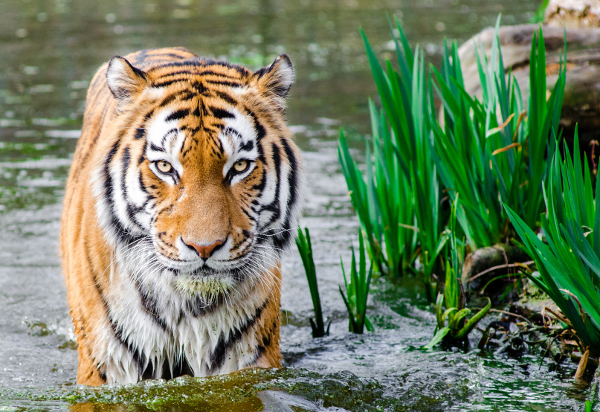 Отбележете световния ден на тигъра като прочетете няколко интересни факта