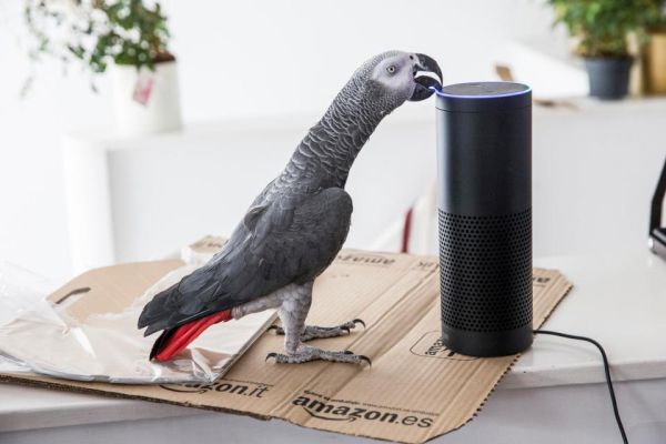 Невероятно: папагал си поръча подаръчни кутии от онлайн магазин