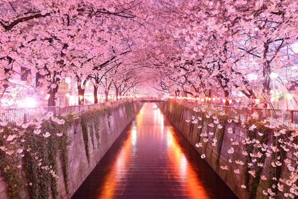 Със спомен за пролетта: красотата на сакура