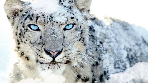Ура за снежните леопарди! Забавни факти с които да отпразнуваме, че вече не са застрашен вид!