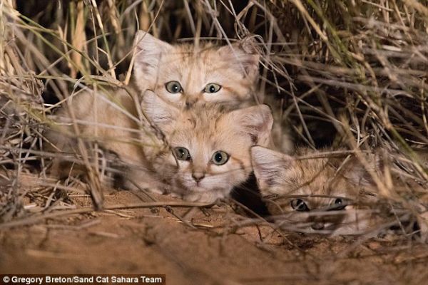 За първи път неуловимите пясъчни котенца са заснети в естествената им среда 