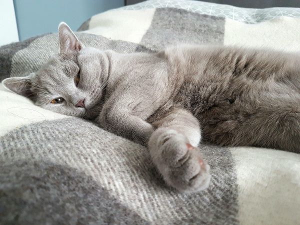 Котаракът Румен стана блогър на годината