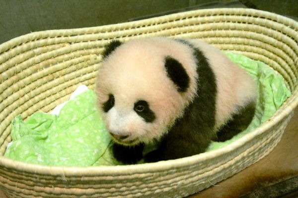 Сян Сян – бебето панда, което превзе света