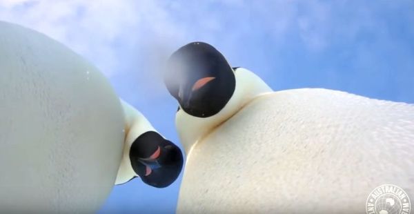 Императорски пингвини си направиха селфи