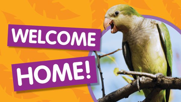 У дома: скитащ папагал се прибра при стопаните си след 4-годишно бягство