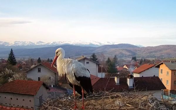 Вижте какво става в гнездото на  единствената двойка бели щъркели в село Ярлово