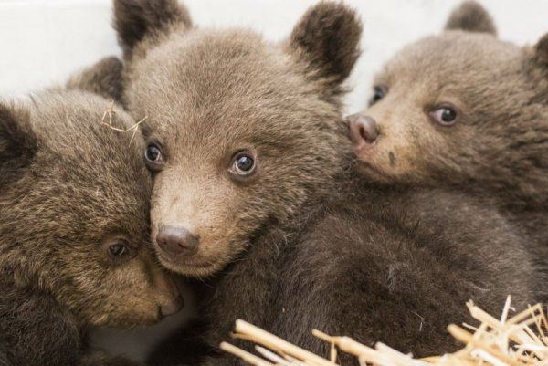 Три мънички мечета с късмет са най-новите гости на парка в Белица