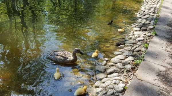 Патешкото езеро в Борисовата градина има своите първи малки патета