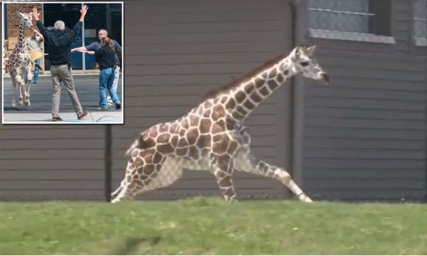 Бебе жирафче избяга от зоопарк и накара гледачите да го гонят по улиците