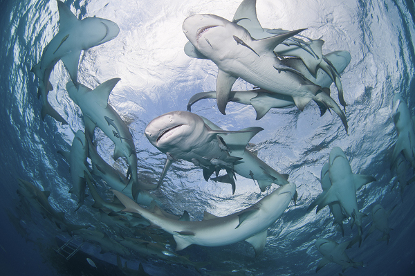 Колко ли акули има в морето и други интересни факти