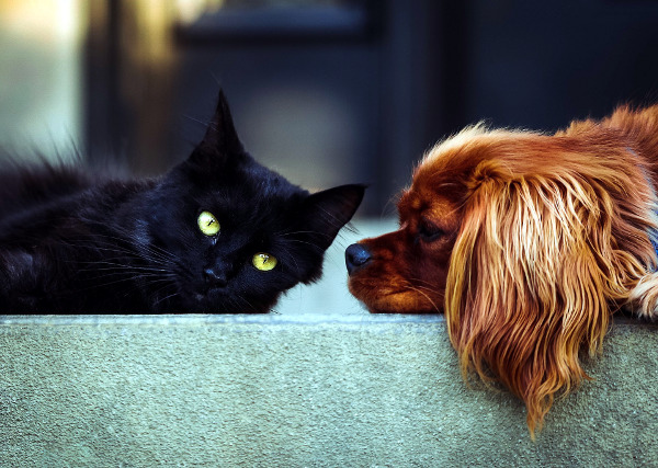 Кучета срещу котки: Кой е по-умен?