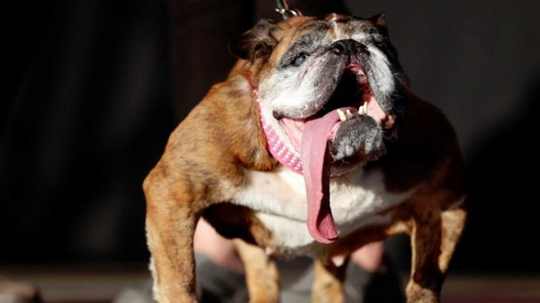 Английски булдог спечели приз за най-грозно куче