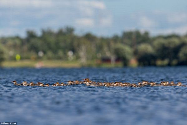 Сладурско от животинското царство: патица учи 76 патенца да плуват