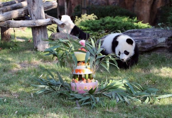 Честит рожден ден на най-сладката панда – Юан Мън
