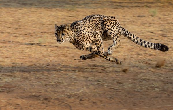 Време е за класация: 10 от най-бързите животни на планетата
