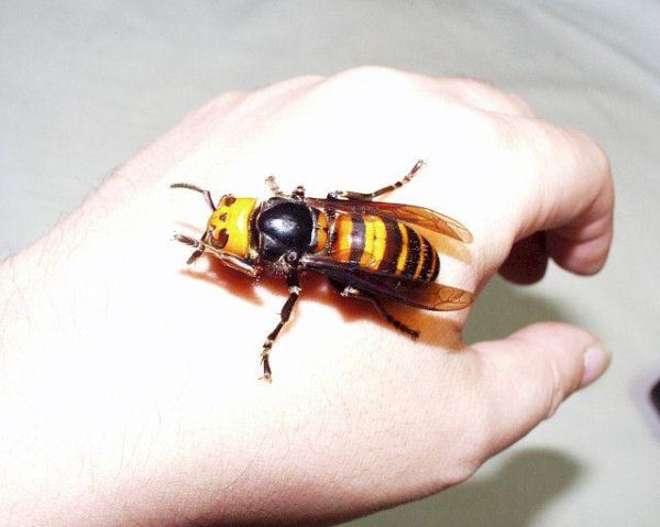 Природата умее да ни изненадва: най-голямата пчела в света не е изчезнала