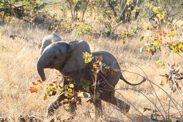 Колкото и да е странно, учени твърдят, че слоновете намаляват парниковите газове докато се хранят