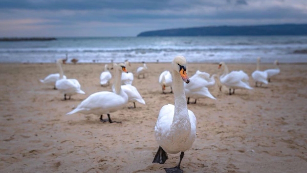 Зимата иде: лебедите от север дойдоха да зимуват край морето във Варна