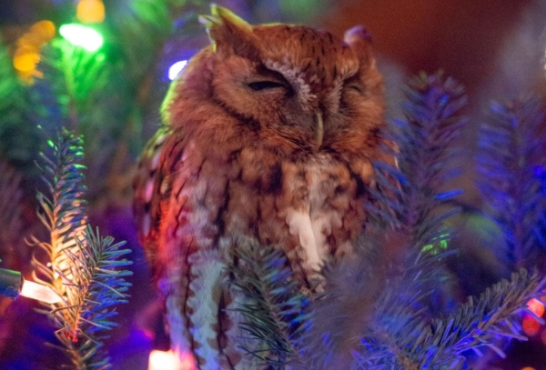 Коледно чудо: семейство украси елхата и чак тогава намери в нея спящата сова