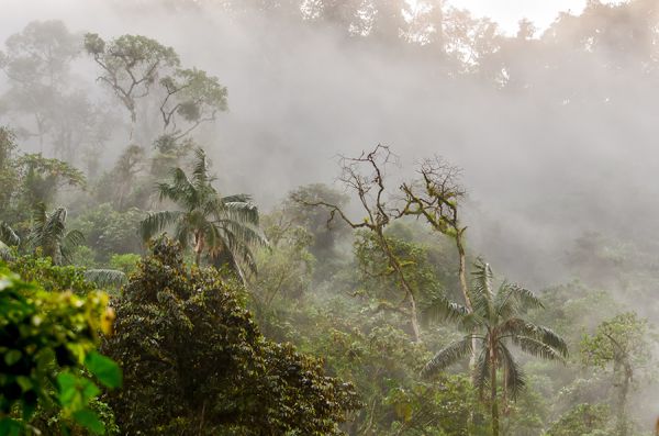 Знаете ли къде да намерите планински екваториални гори?