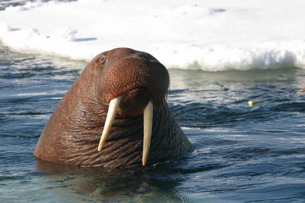 5 невероятно интересни факта за невероятните моржове