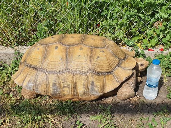 Гигантска костенурка е новият обитател на зоопарка в Бургас