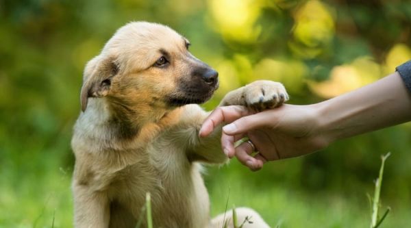 Когато кучето ви докосва с лапа – 6 неща, които означава това