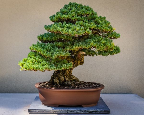 Бонзай – дървото, което можеш да си отглеждаш в стаята