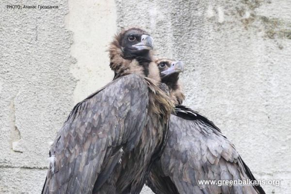 Двойка рядък вид черни лешояди вече могат да бъдат видени в Софийския зоопарк