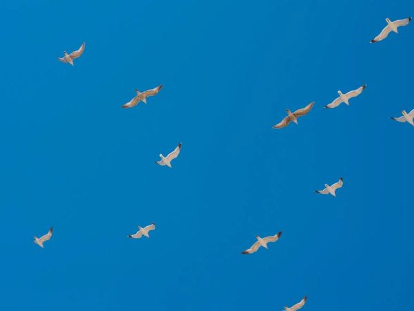 Българското дружество за защита на птиците подновява олимпиадата по орнитология след 13-годишно прекъсване