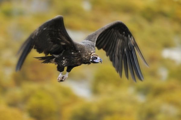 Испански черни лешояди ще летят из Врачанския балкан