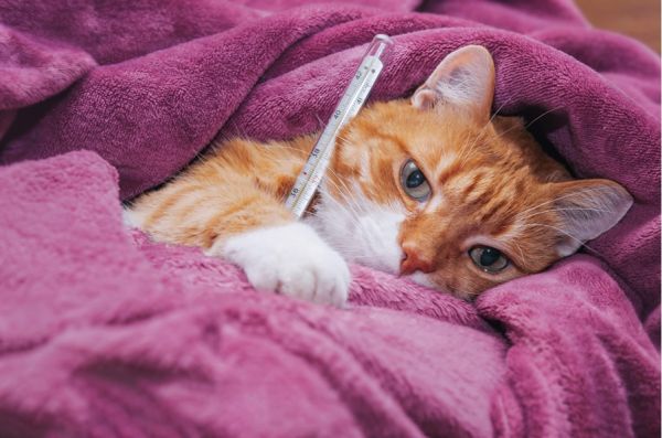 4 признака, които ще ви подскажат, че любимата ви котка е болна