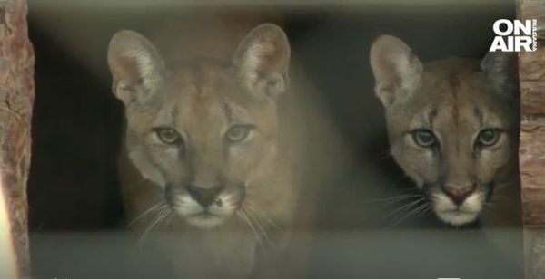 Осинови животно: Стани негов приятел в Зоопарк Бургас