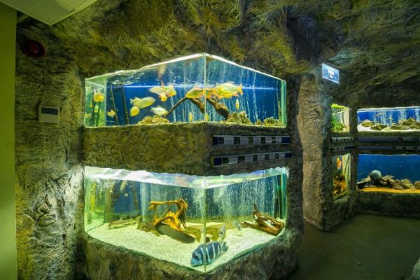 Риби от Антарктида ще плуват в леден аквариум в Пловдив 