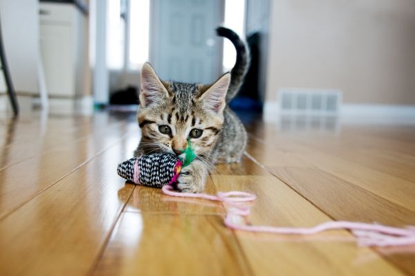 Да, котките също харесват да играят на „донеси“ и е важно да играете с тях