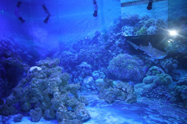 Единственият в света леден аквариум с риби от Антарктида ще бъде в Пловдив